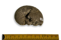 F 01954
<br/>
<br/>
<em></em>